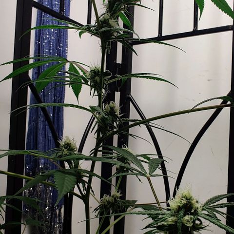 Unknown strain growlog timeline photo