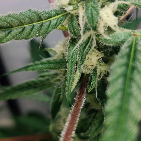 Unknown strain growlog timeline photo