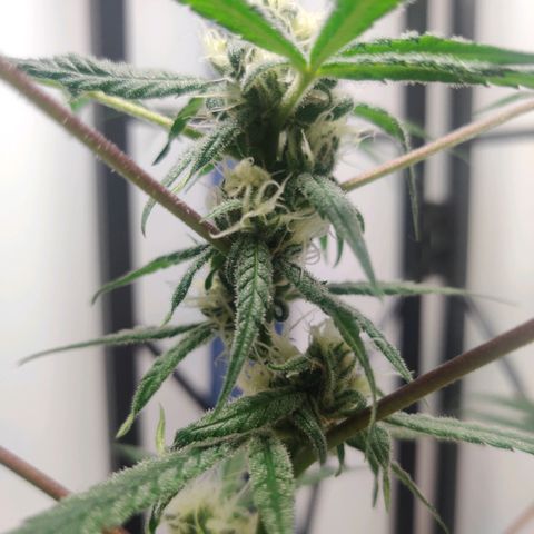 Unknown strain growlog timeline photo