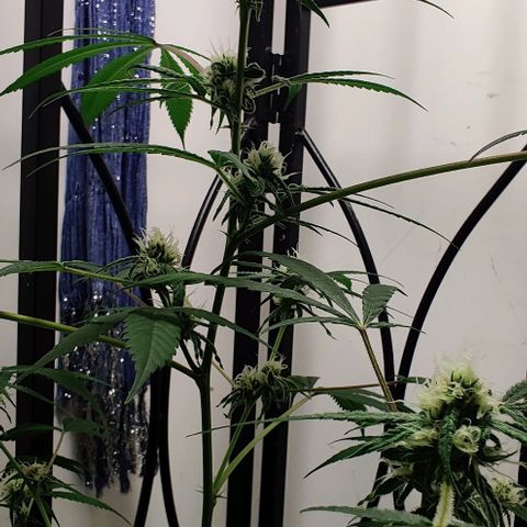 Unknown strain growlog timeline photo