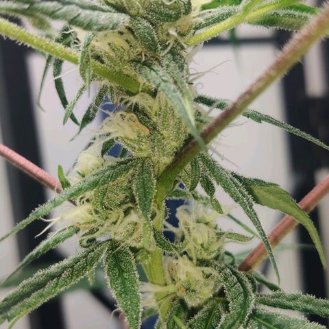 Unknown strain growlog timeline photo