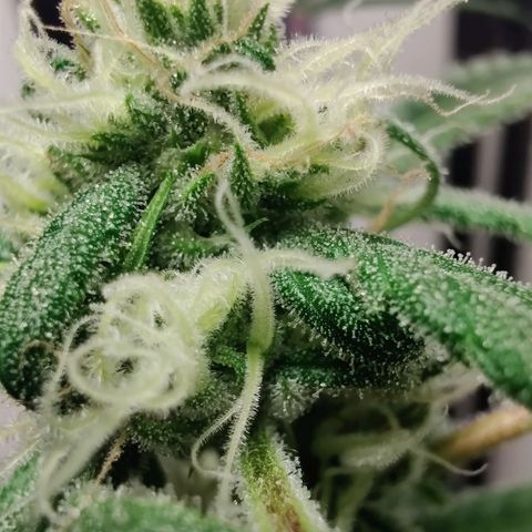Unknown strain growlog timeline photo
