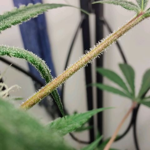 Unknown strain growlog timeline photo