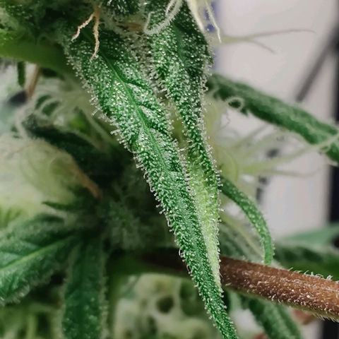 Unknown strain growlog timeline photo
