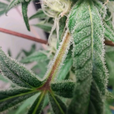 Unknown strain growlog timeline photo