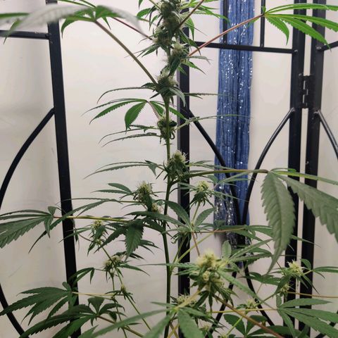 Unknown strain growlog timeline photo