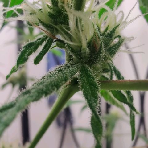 Unknown strain growlog timeline photo