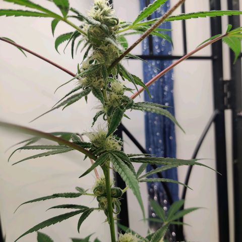 Unknown strain growlog timeline photo