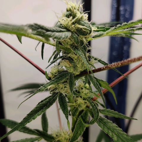 Unknown strain growlog timeline photo