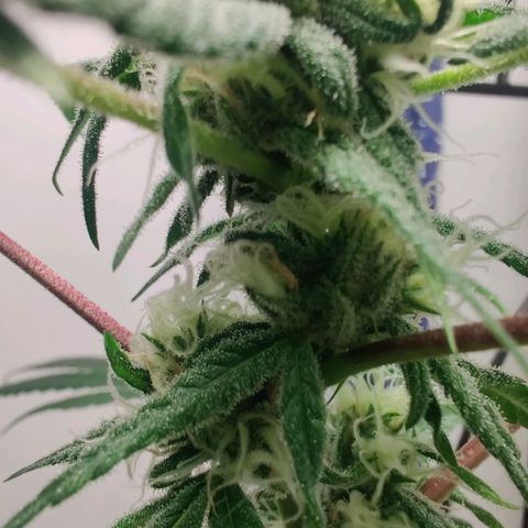 Unknown strain growlog timeline photo