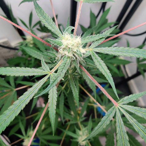 Unknown strain growlog timeline photo