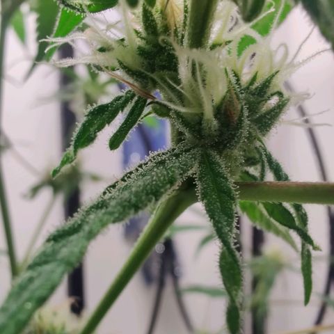 Unknown strain growlog timeline photo