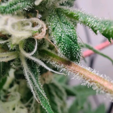 Unknown strain growlog photo: First time grower 