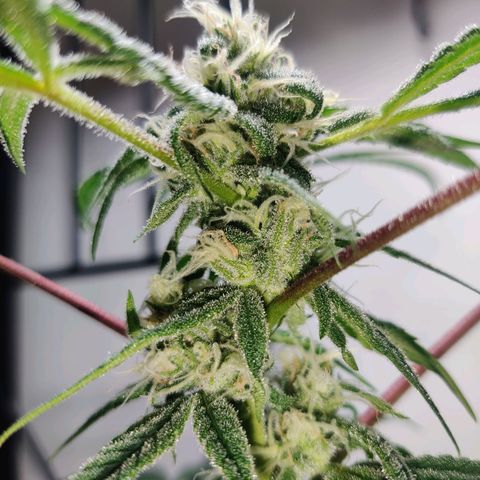 Unknown strain growlog photo: First time grower 