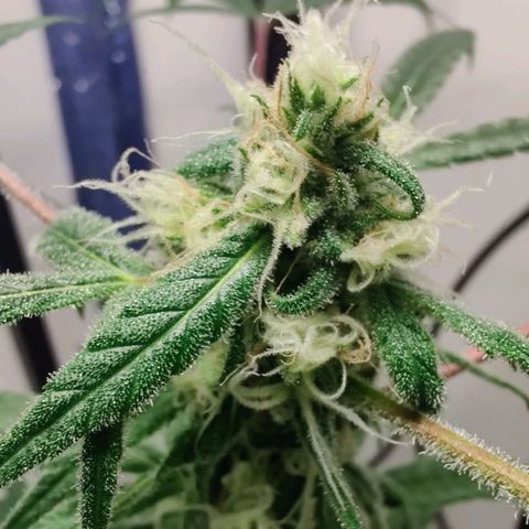 Unknown strain growlog photo: First time grower 