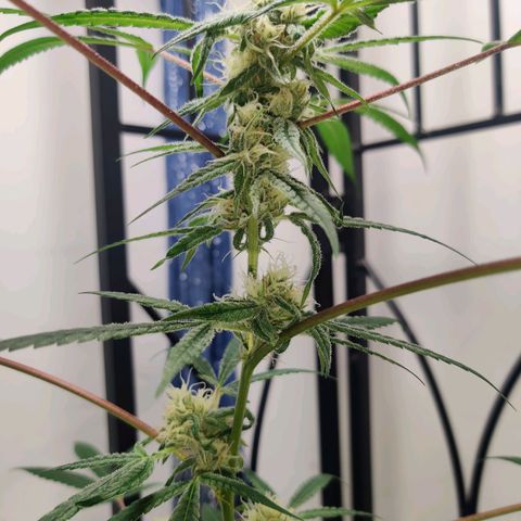 Unknown strain growlog photo: First time grower 