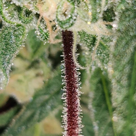 Unknown strain growlog photo: Trichome check 💦 first Time grower... found the seed grown with nothing but love light and H2O 🤷🏻‍♀️🤞