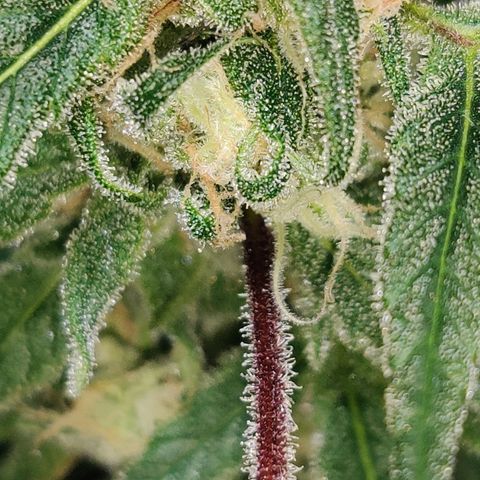 Unknown strain growlog photo: Trichome check 💦 first Time grower... found the seed grown with nothing but love light and H2O 🤷🏻‍♀️🤞