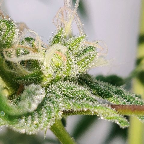 Unknown strain growlog photo: Trichome check 💦 first Time grower... found the seed grown with nothing but love light and H2O 🤷🏻‍♀️🤞