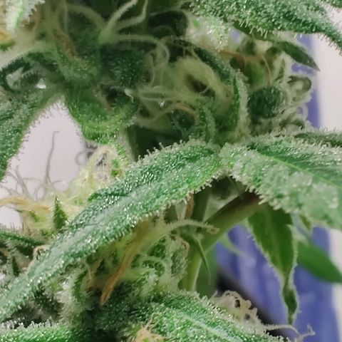 Unknown strain growlog photo: Trichome check 💦 first Time grower... found the seed grown with nothing but love light and H2O 🤷🏻‍♀️🤞