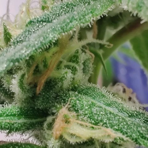 Unknown strain growlog photo: Trichome check 💦 first Time grower... found the seed grown with nothing but love light and H2O 🤷🏻‍♀️🤞