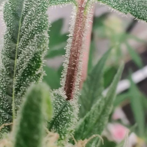 Unknown strain growlog photo: Trichome check 💦 first Time grower... found the seed grown with nothing but love light and H2O 🤷🏻‍♀️🤞