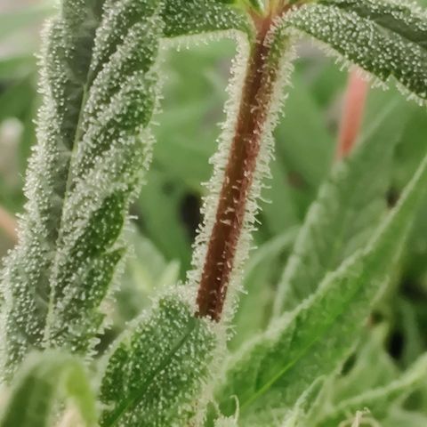 Unknown strain growlog photo: Trichome check 💦 first Time grower... found the seed grown with nothing but love light and H2O 🤷🏻‍♀️🤞
