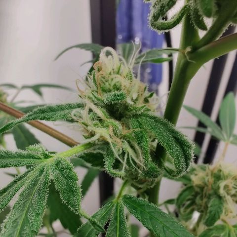 Unknown strain growlog photo: Trichome check 💦 first Time grower... found the seed grown with nothing but love light and H2O 🤷🏻‍♀️🤞