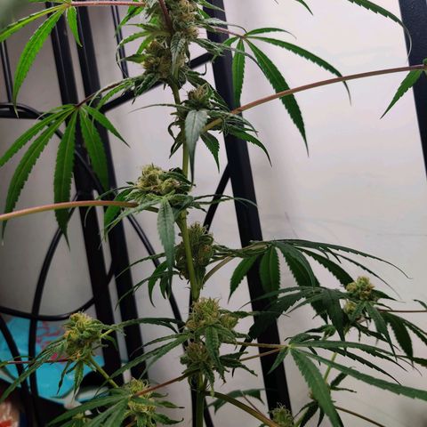 Unknown strain growlog timeline photo