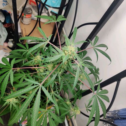 Unknown strain growlog timeline photo