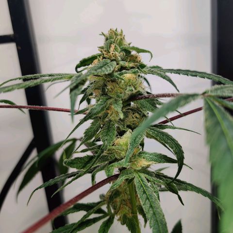 Unknown strain growlog timeline photo