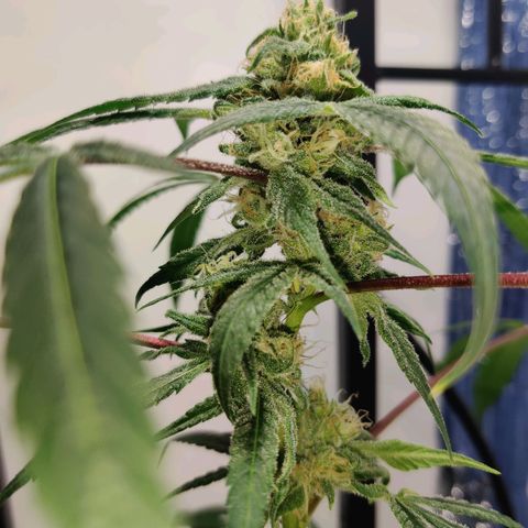 Unknown strain growlog timeline photo