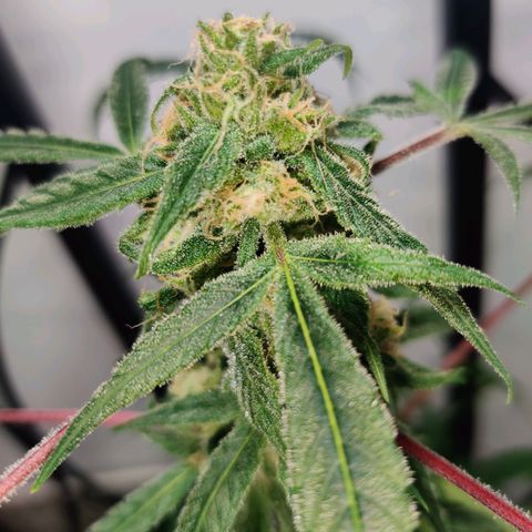 Unknown strain growlog timeline photo