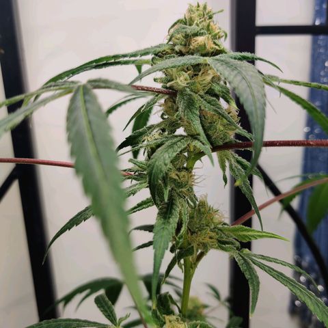 Unknown strain growlog timeline photo