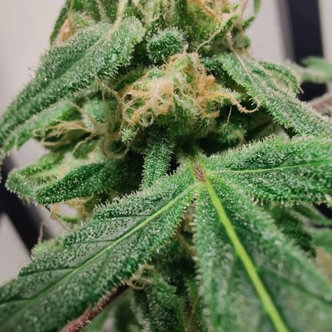 Unknown strain growlog timeline photo