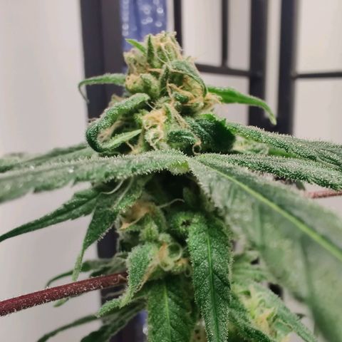 Unknown strain growlog timeline photo