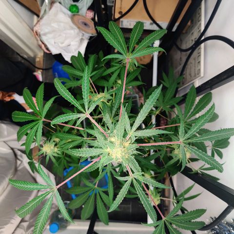 Unknown strain growlog timeline photo
