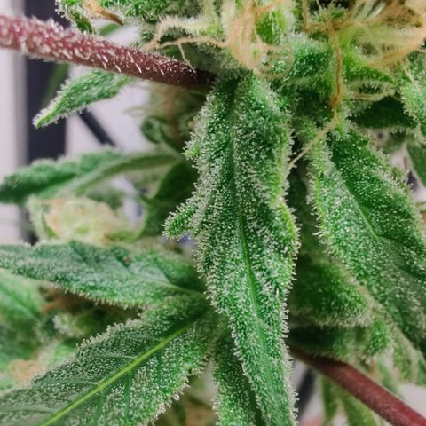 Unknown strain growlog timeline photo