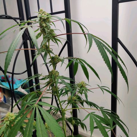 Unknown strain growlog timeline photo
