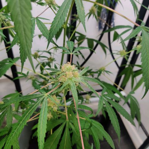 Unknown strain growlog timeline photo