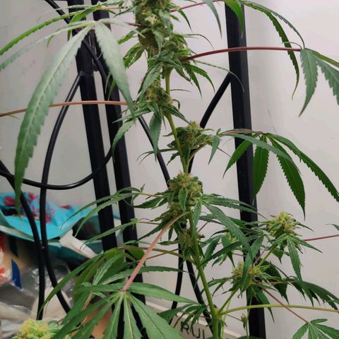 Unknown strain growlog timeline photo