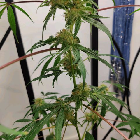 Unknown strain growlog timeline photo
