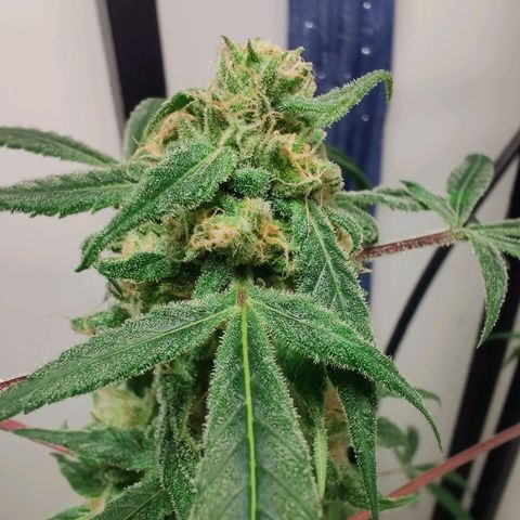 Unknown strain growlog timeline photo