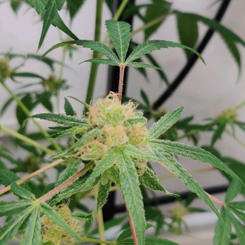 Unknown strain growlog timeline photo