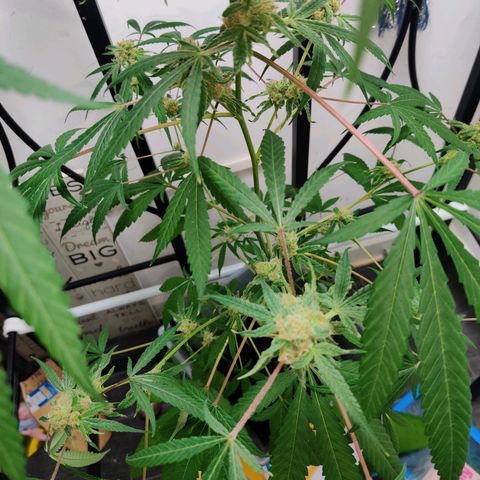 Unknown strain growlog timeline photo