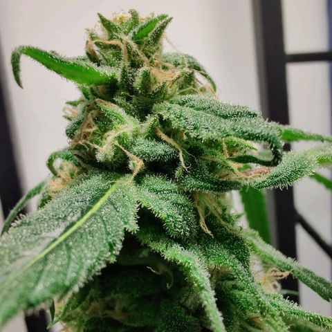 Unknown strain growlog timeline photo