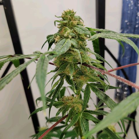 Unknown strain growlog timeline photo