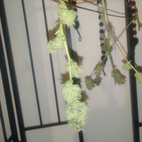 Unknown strain growlog photo: Half up drying half in freezer for bubble hash 😁
