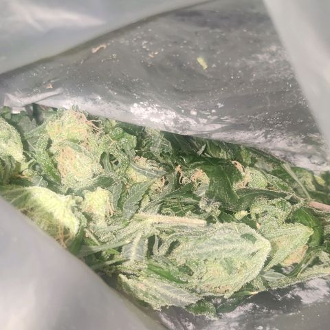 Unknown strain growlog photo: Half up drying half in freezer for bubble hash 😁