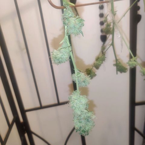 Unknown strain growlog photo: Half up drying half in freezer for bubble hash 😁